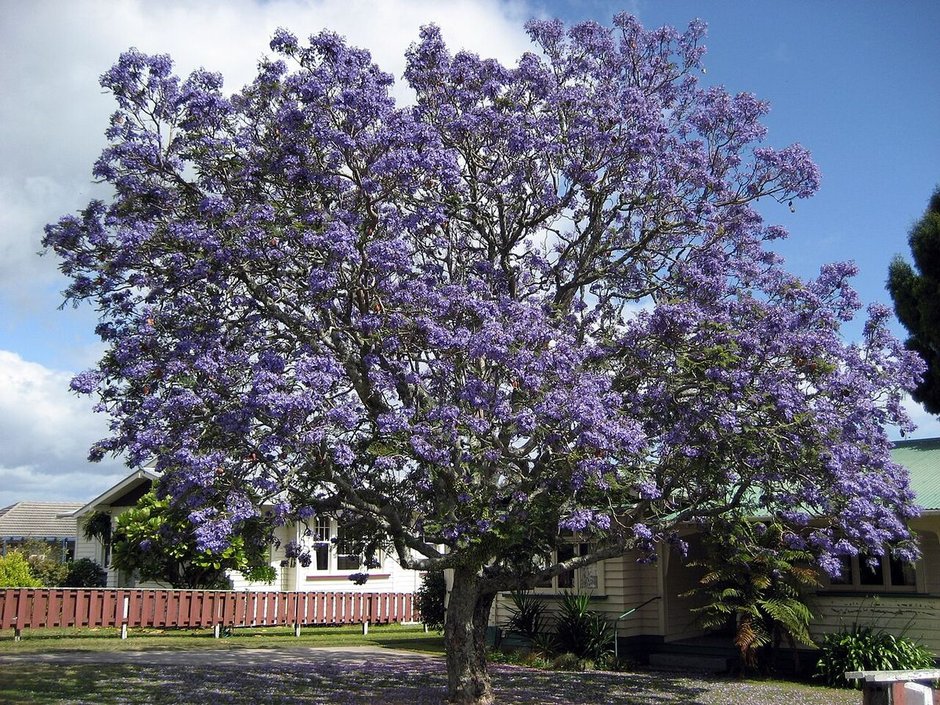 Jacaranda entera cubierta de flor azul violeta frente a una casa de madera.