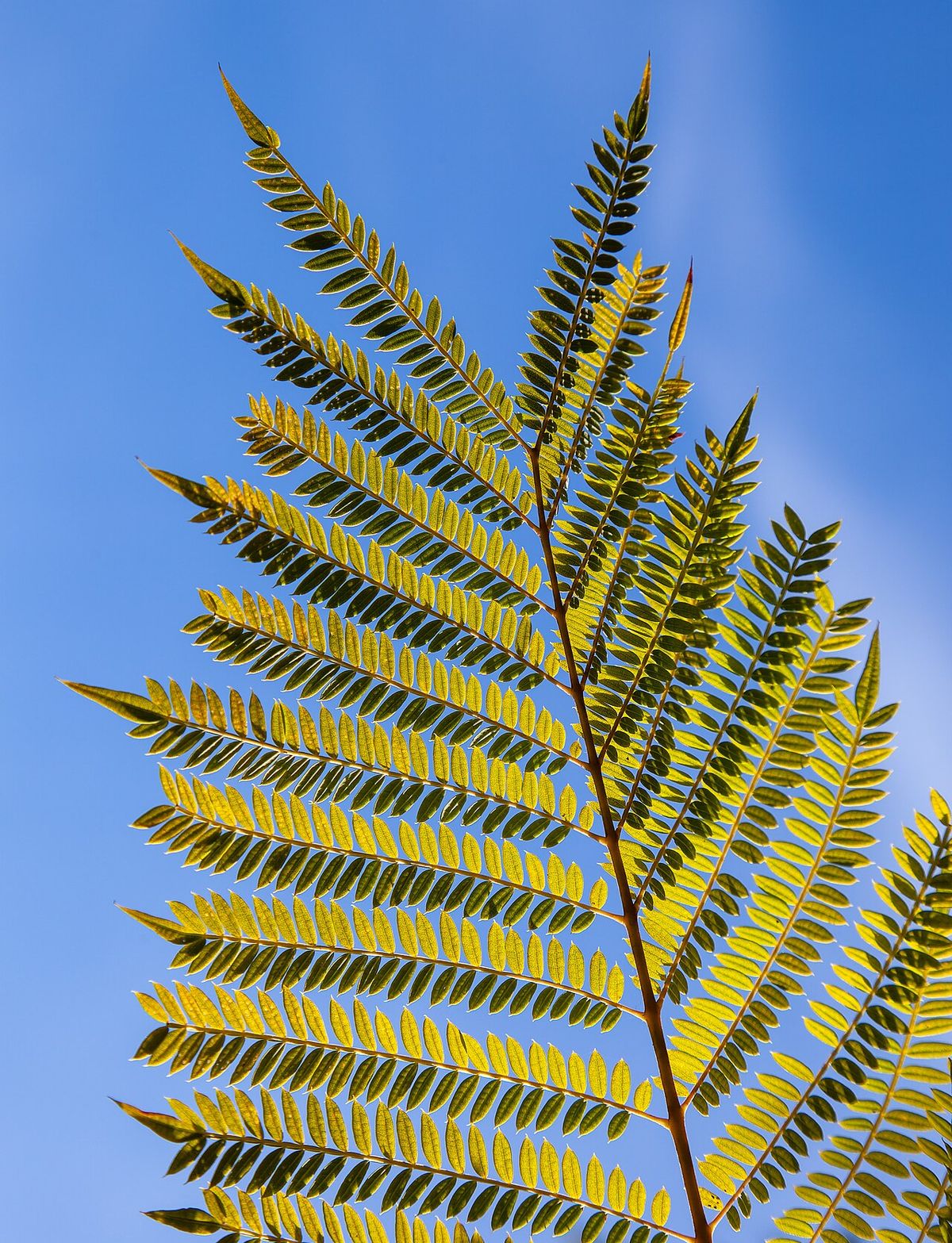 Hoja bipinnada de jacaranda, amarilla y translúcida, contra un cielo azul.