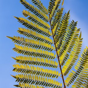 Hoja bipinnada de jacaranda, amarilla y translúcida, contra un cielo azul.