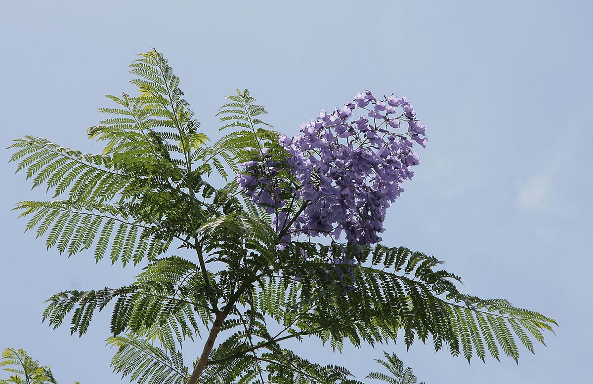 Racimo de flores violetas de jacaranda entre el follaje fino y verde.