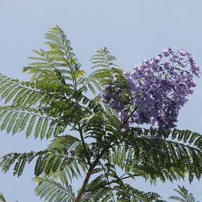 Racimo de flores violetas de jacaranda entre el follaje fino y verde.