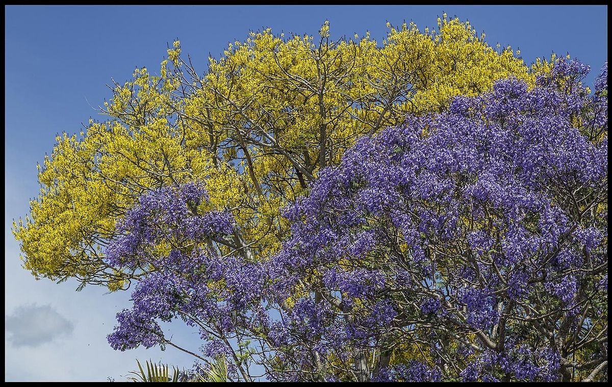 Copas de jacaranda en flor violeta junto a otra amarilla, contra el cielo.