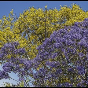 Copas de jacaranda en flor violeta junto a otra amarilla, contra el cielo.