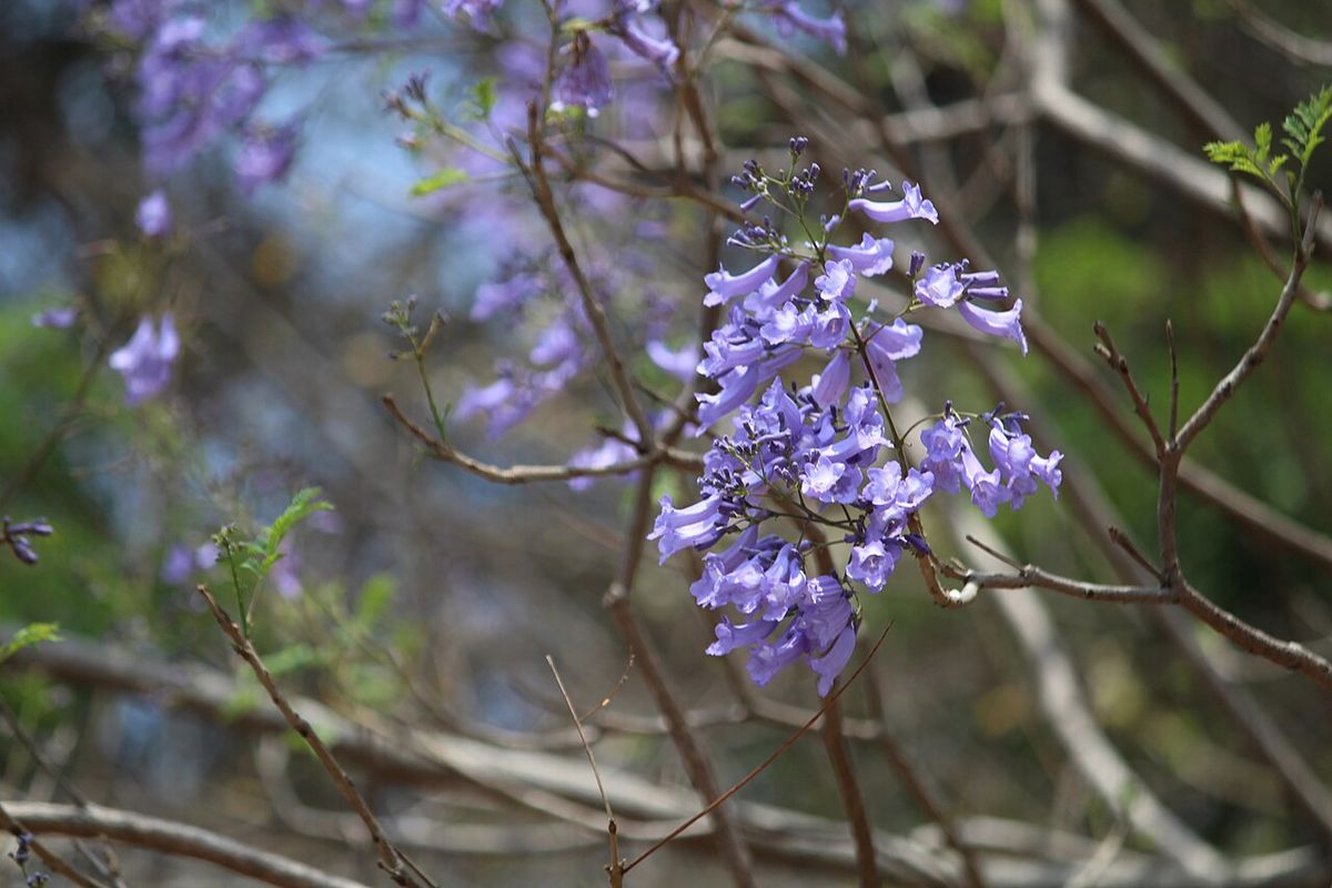 Flores acampanadas de jacaranda colgando de una ramilla desnuda.