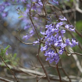 Flores acampanadas de jacaranda colgando de una ramilla desnuda.