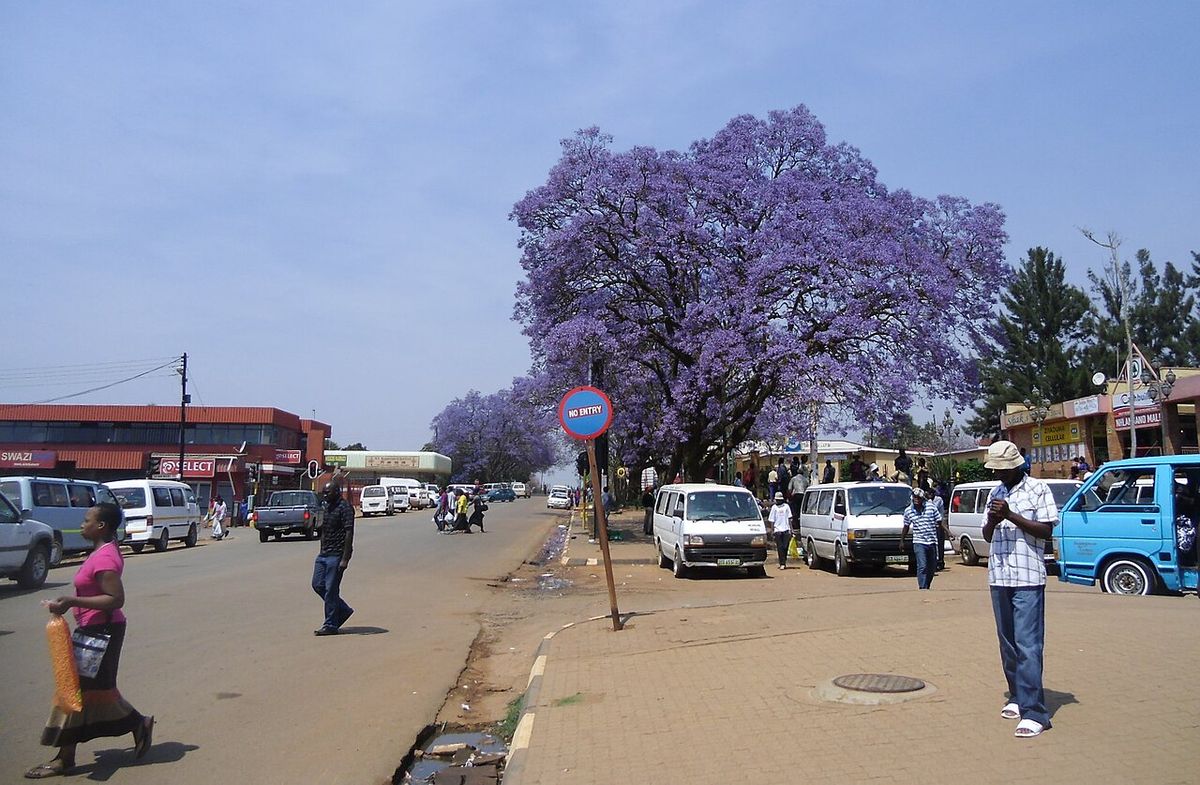 Jacaranda en flor al fondo de una calle con gente y vehículos.