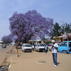 Jacaranda en flor al fondo de una calle con gente y vehículos.