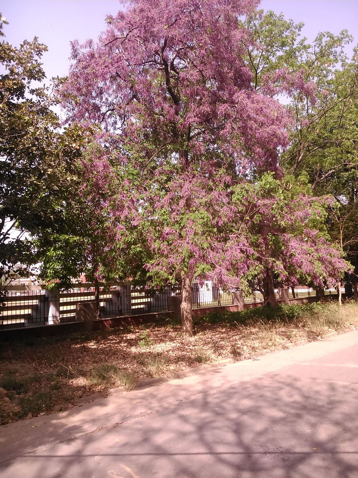 Jacarandas en flor a lo largo de un andador de terracería, dando sombra.