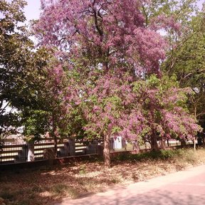 Jacarandas en flor a lo largo de un andador de terracería, dando sombra.