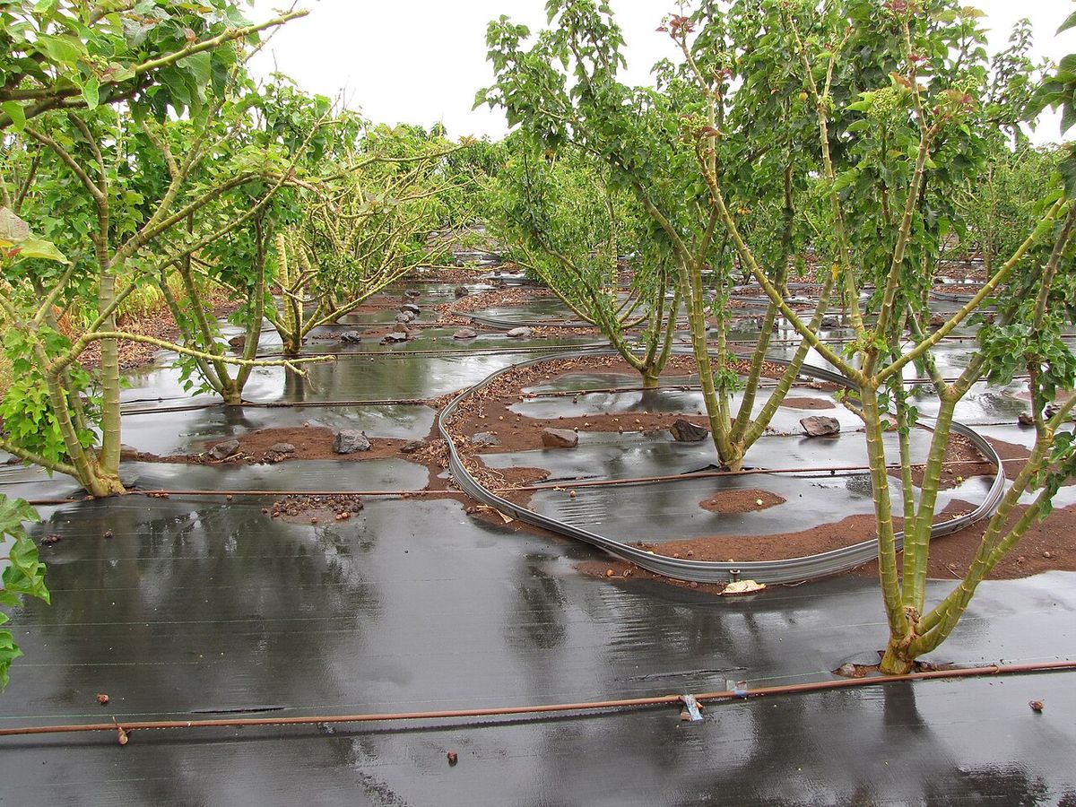 Hileras de piñón plantadas sobre acolchado plástico, en una parcela encharcada.