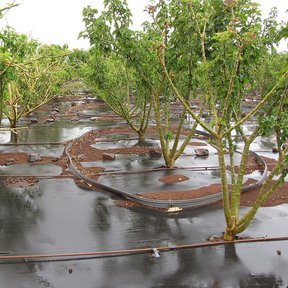 Hileras de piñón plantadas sobre acolchado plástico, en una parcela encharcada.