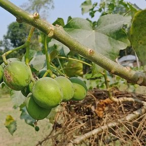 Frutos verdes y redondos de piñón en una rama, con el potrero al fondo.