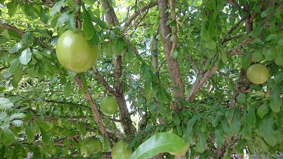 Frutos verdes y redondos de jícaro colgando de las ramas entre las hojas.