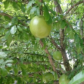 Frutos verdes y redondos de jícaro colgando de las ramas entre las hojas.