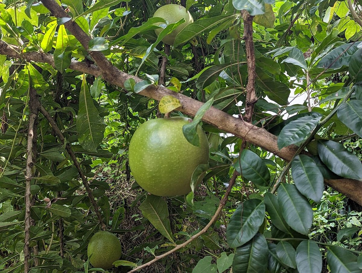 Fruto verde de jícaro creciendo pegado a una rama gruesa y horizontal.