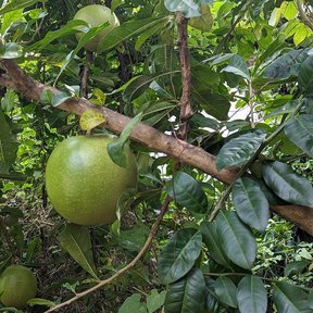 Fruto verde de jícaro creciendo pegado a una rama gruesa y horizontal.