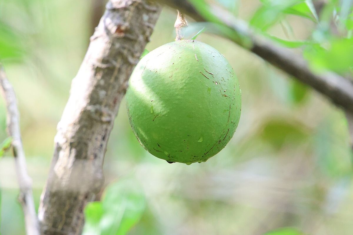 Un jícaro verde y liso colgando solo de la rama, con el fondo desenfocado.