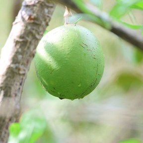 Un jícaro verde y liso colgando solo de la rama, con el fondo desenfocado.