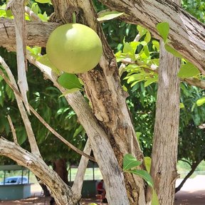 Jícaro de tronco claro y ramas extendidas con los frutos colgando, en un patio.