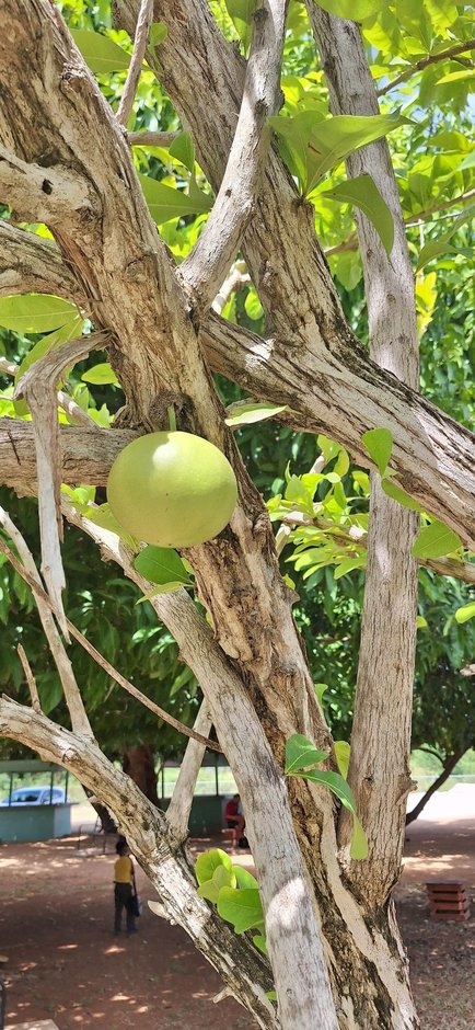 Jícaro de tronco claro y ramas extendidas con los frutos colgando, en un patio.
