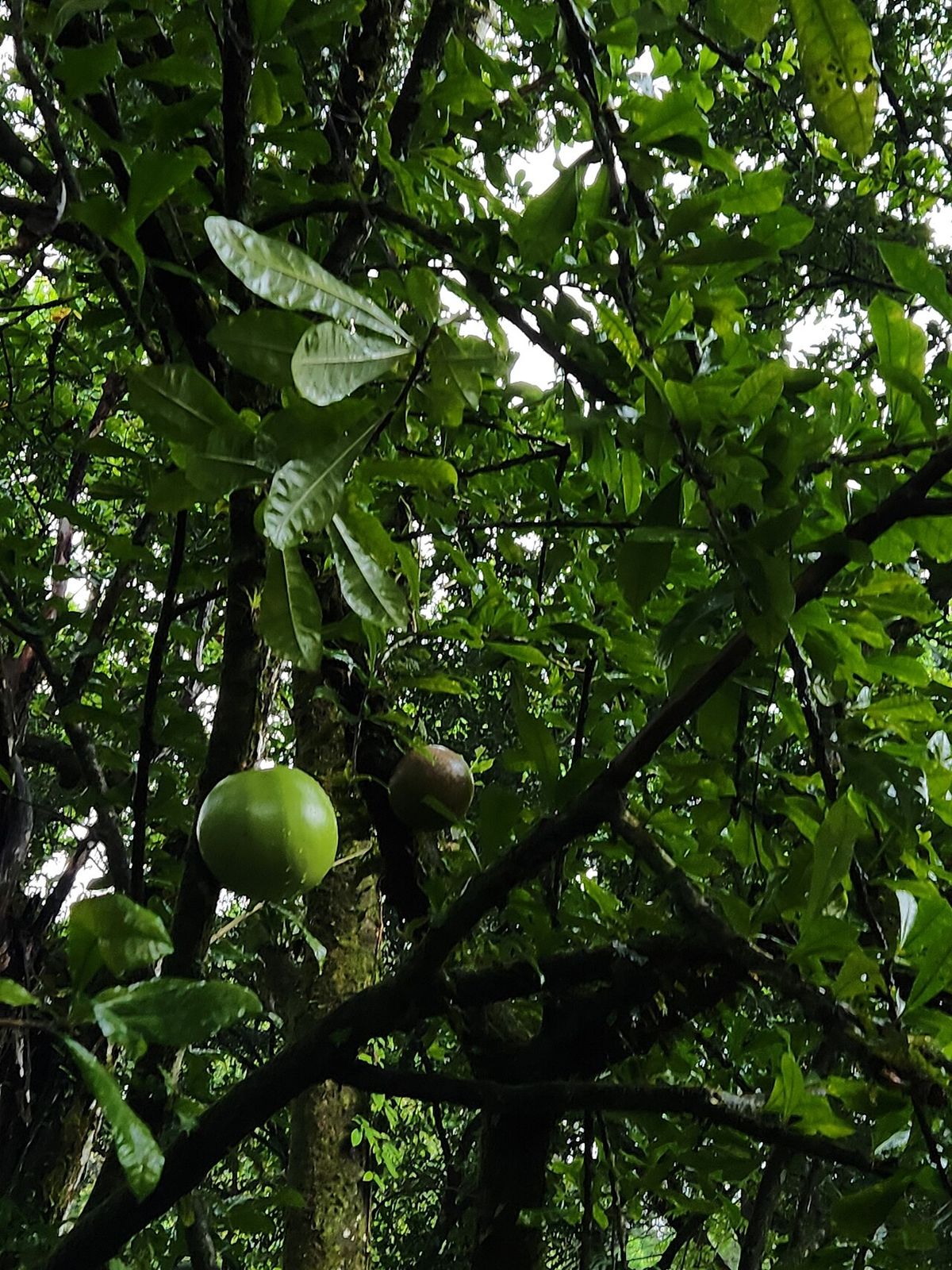 Frutos de jícaro colgando entre el follaje denso visto desde abajo.