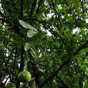Frutos de jícaro colgando entre el follaje denso visto desde abajo.