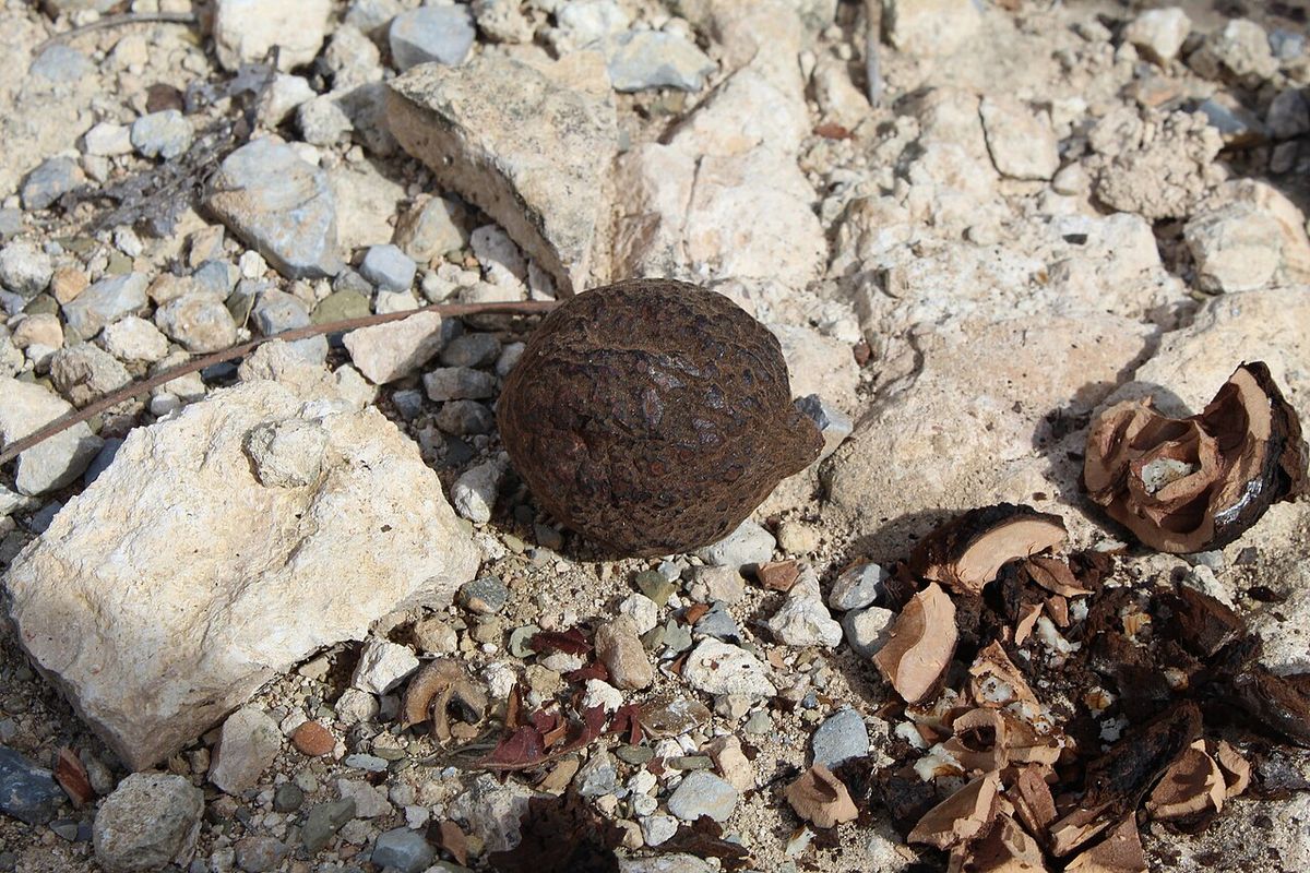 Una nuez de nogal prieto y varias cáscaras partidas sobre piedra caliza.