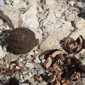 Una nuez de nogal prieto y varias cáscaras partidas sobre piedra caliza.