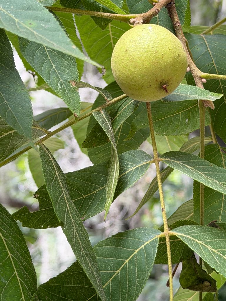 Nuez verde de nogal prieto colgando de la rama entre las hojas pinnadas.