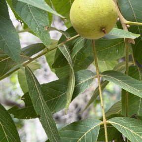 Nuez verde de nogal prieto colgando de la rama entre las hojas pinnadas.