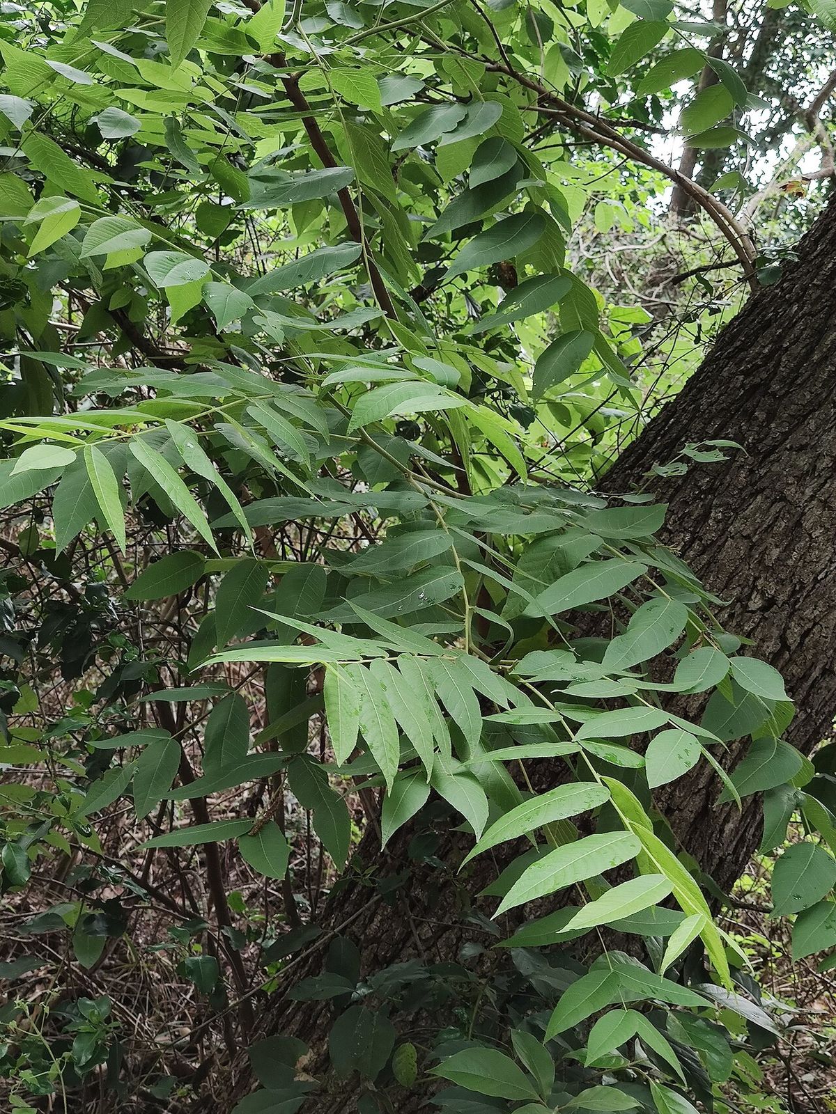 Follaje de nogal prieto junto al tronco agrietado del árbol.