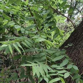 Follaje de nogal prieto junto al tronco agrietado del árbol.