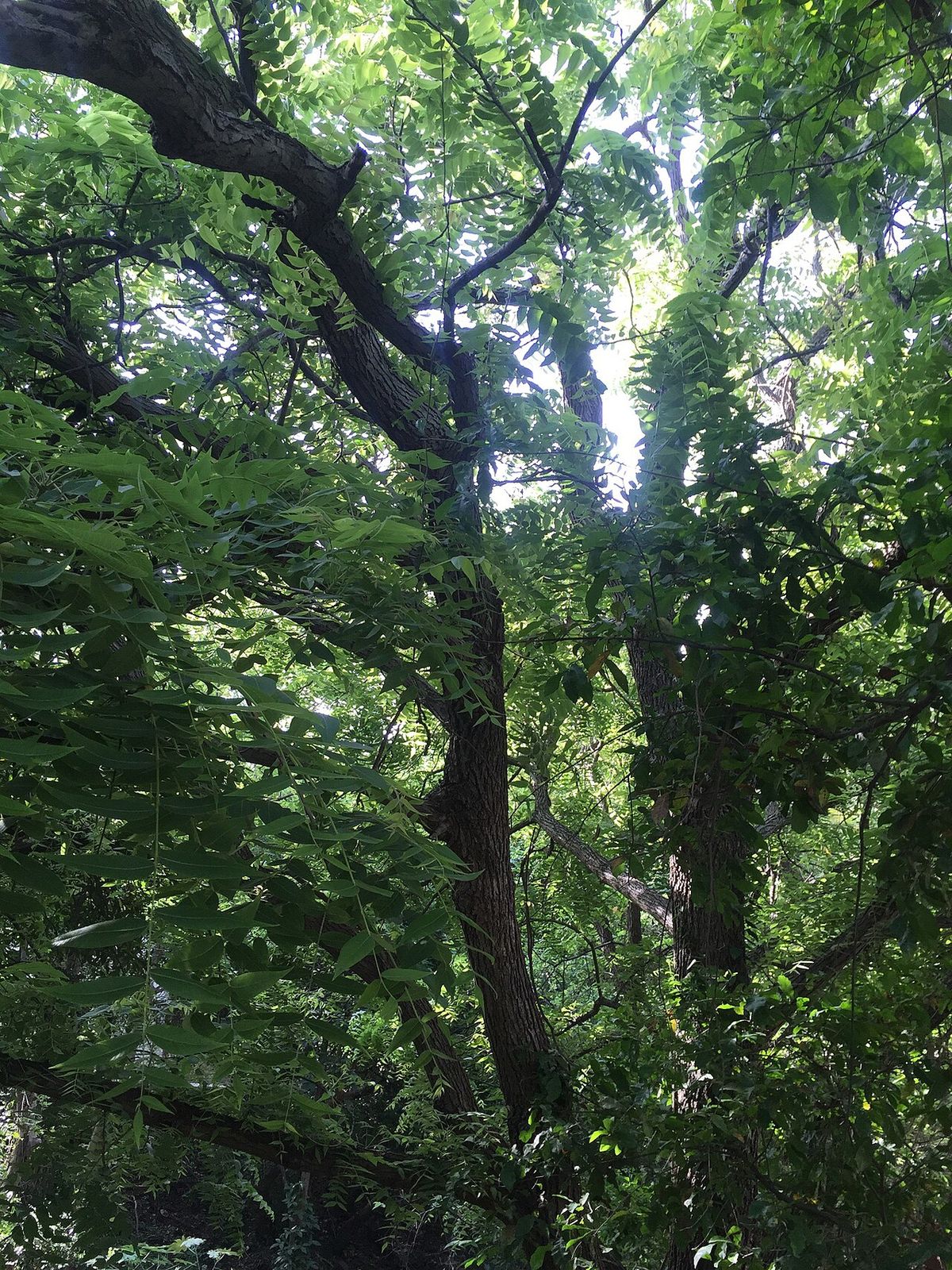 Nogal prieto de ramas gruesas y retorcidas visto desde el pie, dentro del bosque.