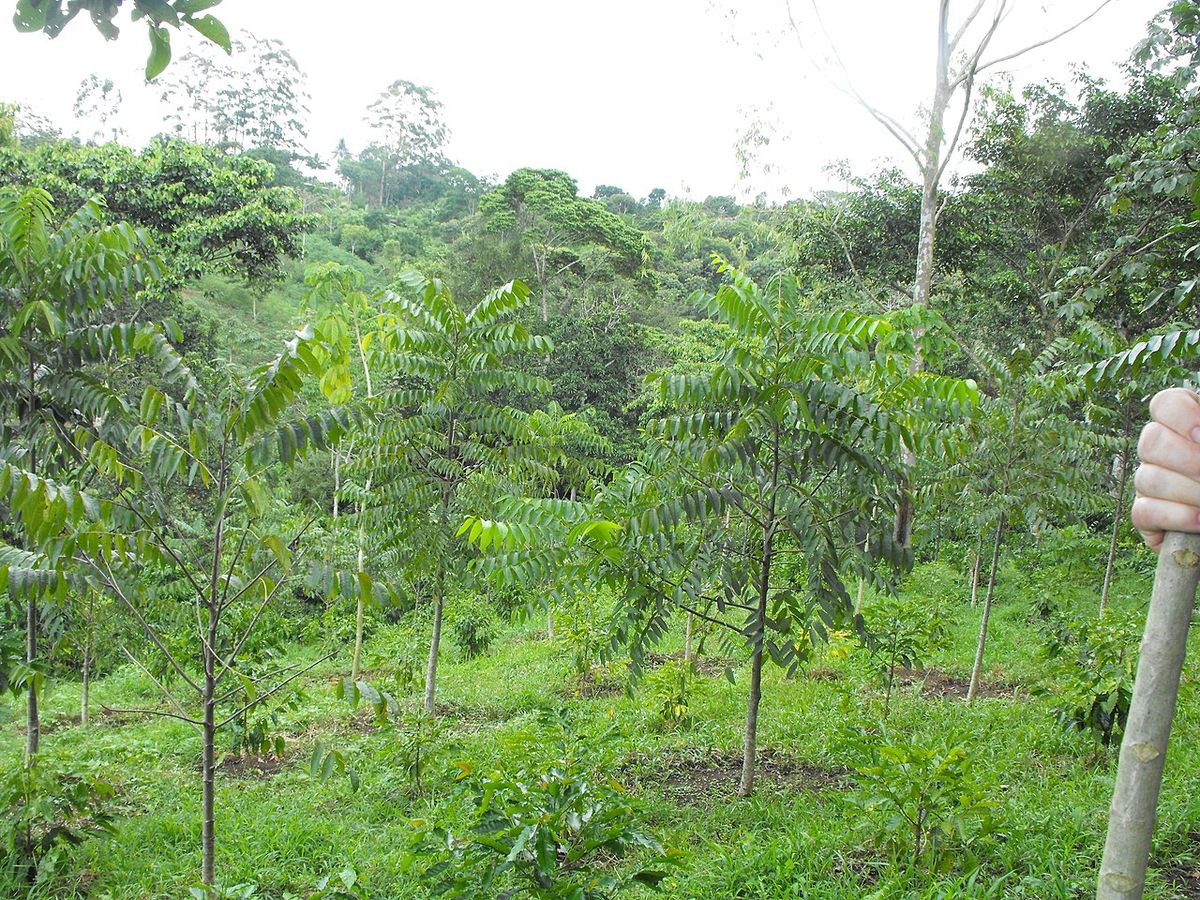 Plantación joven de nogales de tronco delgado entre vegetación verde.