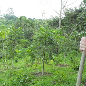 Plantación joven de nogales de tronco delgado entre vegetación verde.