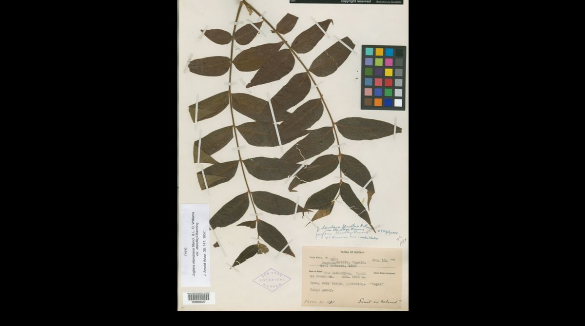Pliego de herbario con una hoja pinnada seca, una carta de color y su etiqueta.