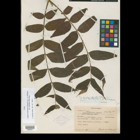 Pliego de herbario con una hoja pinnada seca, una carta de color y su etiqueta.