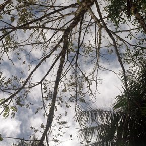 Copa de un nogal vista desde el pie, con las ramas abiertas contra el cielo.