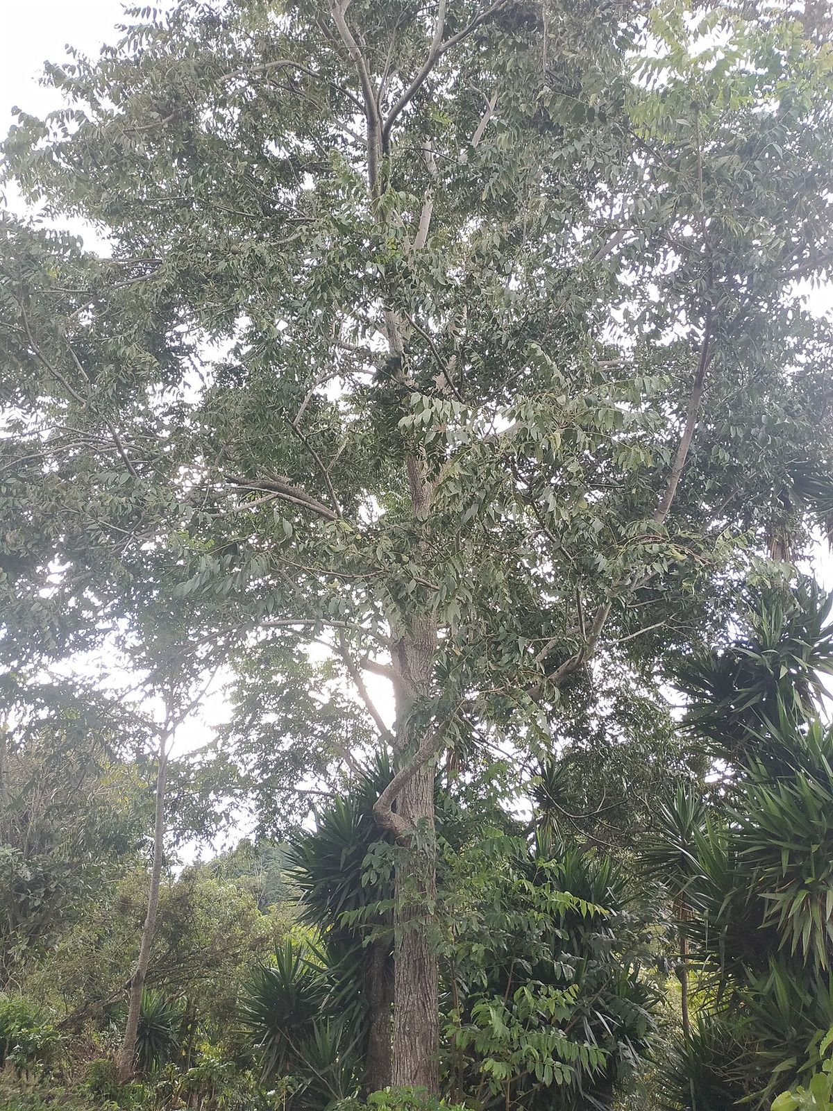 Nogal alto de tronco claro y copa amplia emergiendo del dosel de la selva.