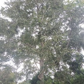 Nogal alto de tronco claro y copa amplia emergiendo del dosel de la selva.