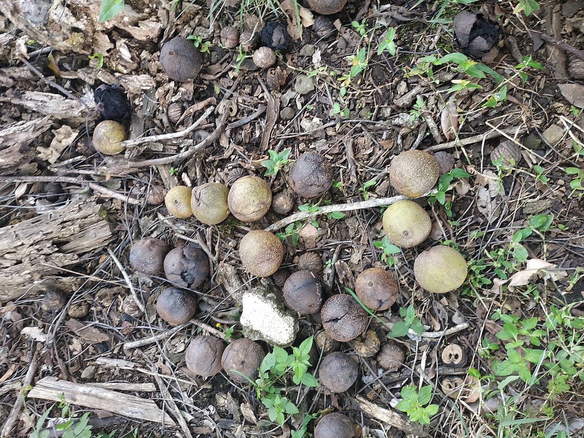 Nueces caídas y esparcidas sobre la hojarasca y la hierba del suelo.