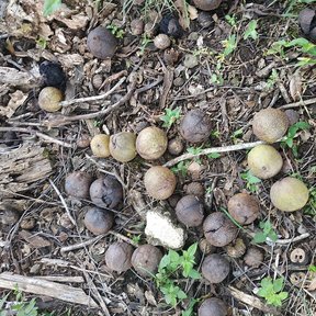 Nueces caídas y esparcidas sobre la hojarasca y la hierba del suelo.