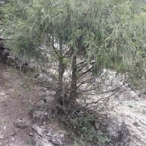 Junípero llorón creciendo sobre un talud de roca clara y hierba seca.