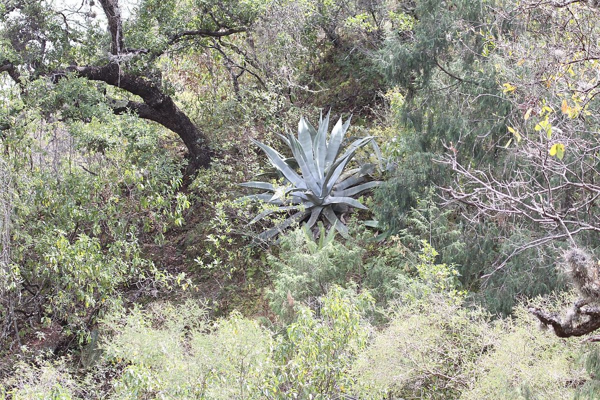 Un maguey abierto en roseta entre el matorral, con árboles secos alrededor.
