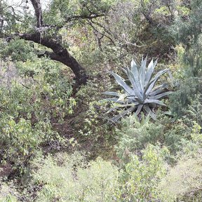 Un maguey abierto en roseta entre el matorral, con árboles secos alrededor.