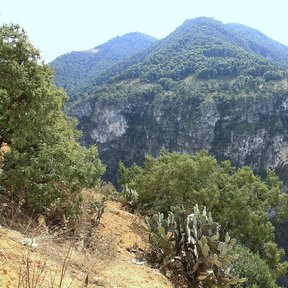 Cerro boscoso con paredones de roca caliza, visto desde un talud con nopales.