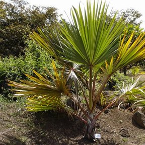 Latania roja joven con las hojas en abanico y los pecíolos rojizos, en un jardín.