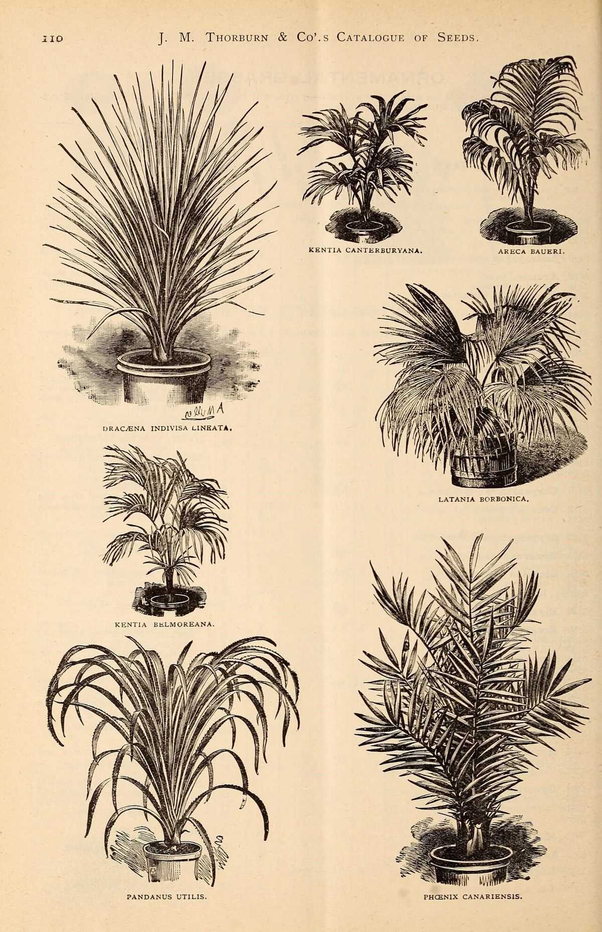 Página de un catálogo antiguo de semillas con grabados de palmas en maceta.