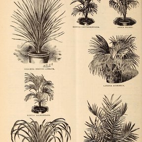 Página de un catálogo antiguo de semillas con grabados de palmas en maceta.
