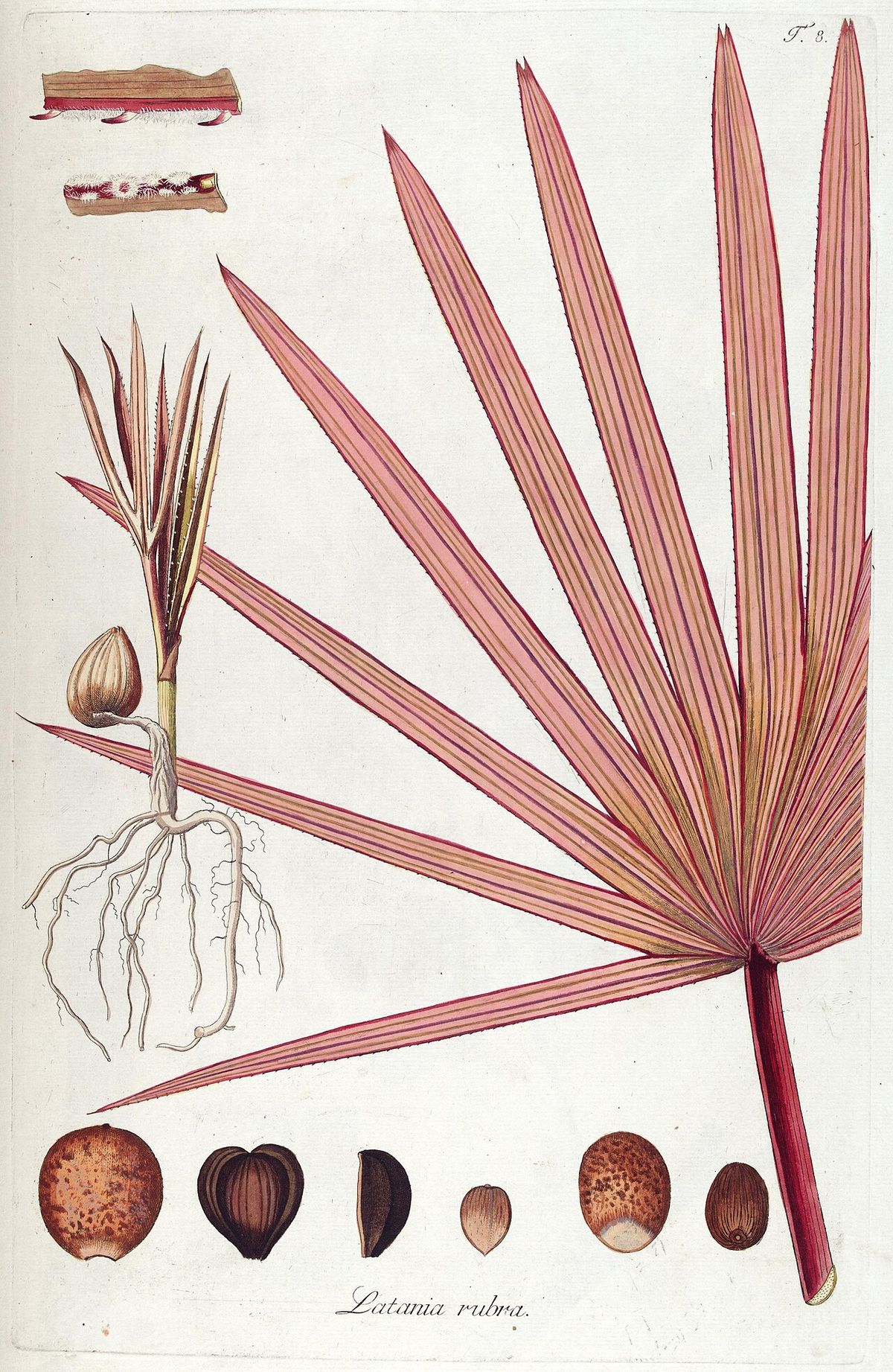 Lámina botánica de la latania roja con la hoja en abanico y sus semillas.